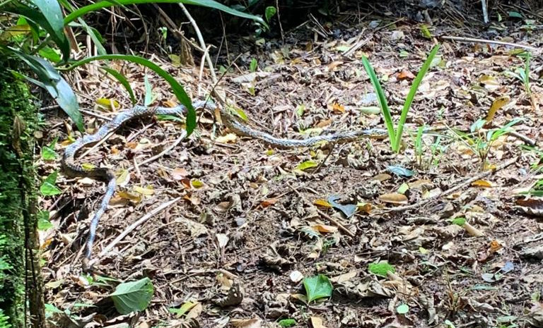 Foto de uma cobra tomando sol na grama.